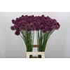 Allium Sphaerocephalon