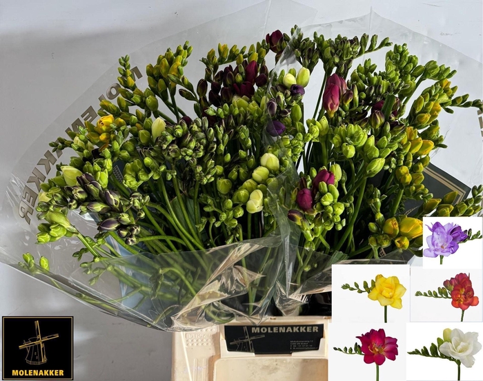 <h4>Freesia du mix</h4>