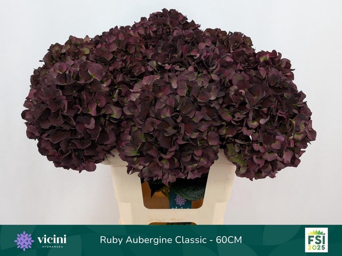 <h4>HYDR M MAG RUBY CL P</h4>