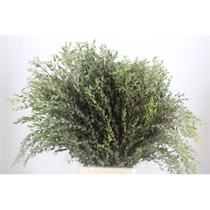 Euca Parvifolia 300gr P Bunch