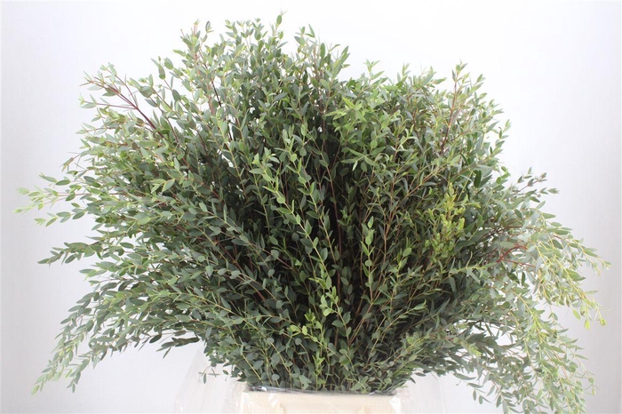 <h4>Euca Parvifolia 300gr P Bunch</h4>
