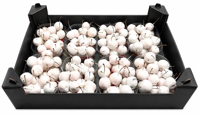 <h4>Waxmalus Wit</h4>