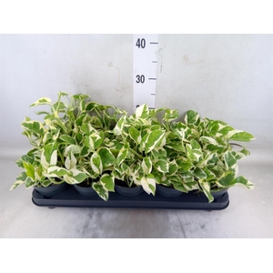 Epipremnum pinn. 'NJoy'