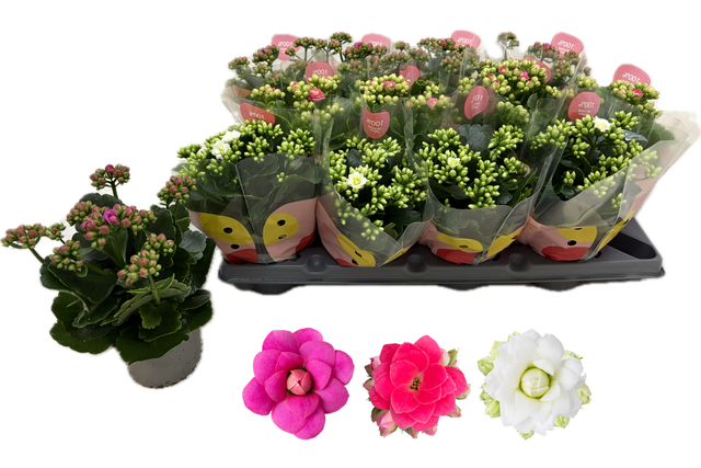 <h4>KALAN QUEEN MIX P10.5</h4>