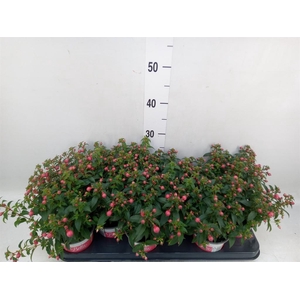 Fuchsia  'Bella Fuchsia Evita'