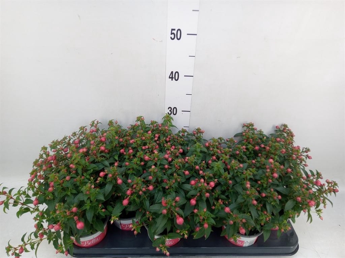 <h4>Fuchsia  'Bella Fuchsia Evita'</h4>