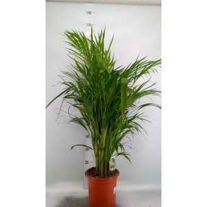 Dypsis lutescens   ...Chrysalidoca