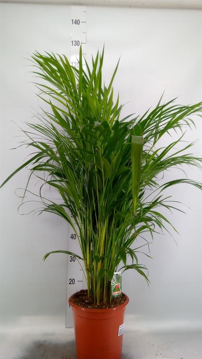 <h4>Dypsis lutescens   ...Chrysalidoca</h4>