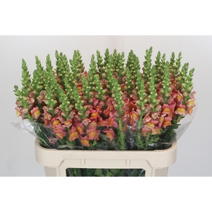 Antirrhinum Antibes Orange