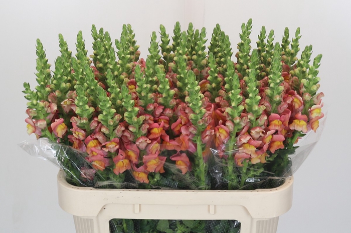 <h4>Antirrhinum Antibes Orange</h4>