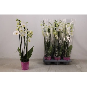 PHAL WHITE 4 TAK