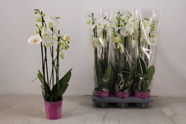<h4>PHAL WHITE 4 TAK</h4>