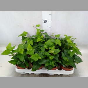 Hedera helix 'Mein Herz'