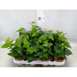 Hedera helix 'Mein Herz'
