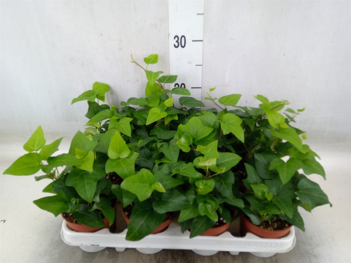 <h4>Hedera helix 'Mein Herz'</h4>