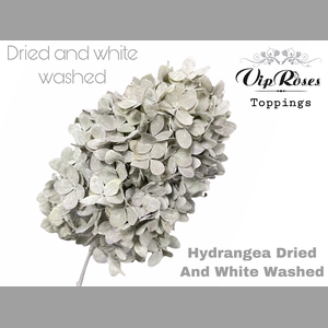 DRIED HYDRANGEA WHITE WASHED x 15