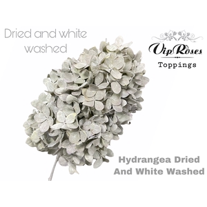 DRIED HYDRANGEA WHITE WASHED x 15