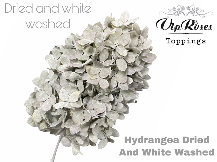 <h4>DRIED HYDRANGEA WHITE WASHED x 15</h4>