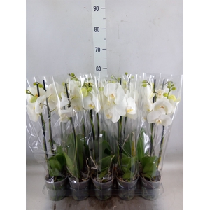 Phalaenopsis   ...