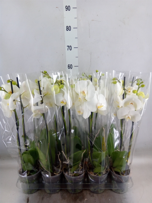 <h4>Phalaenopsis   ...</h4>