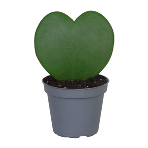 HOYA KERRII