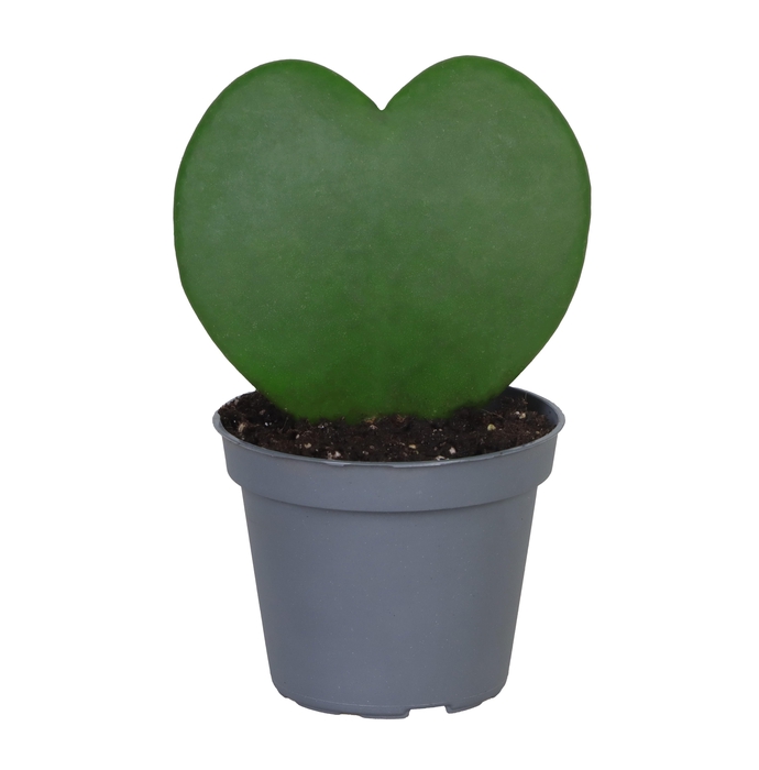 <h4>HOYA KERRII</h4>