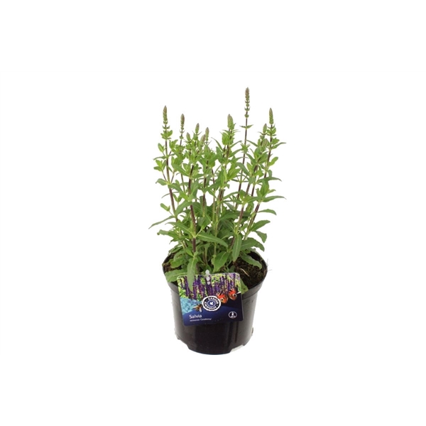 <h4>Salvia nemorosa Caradonna</h4>