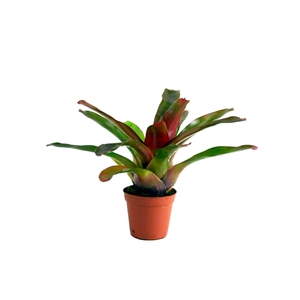 Neoregelia Fireball groen 5.5