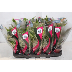 AGLAONEMA VARIADA P12