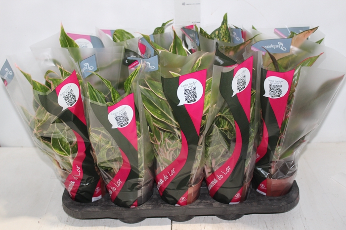 <h4>AGLAONEMA VARIADA P12</h4>