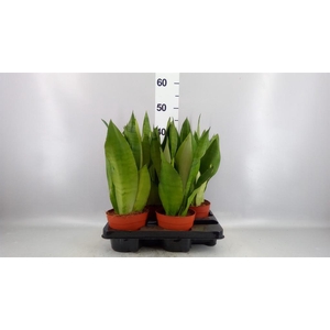 Sansevieria trifa. 'Moonshine'