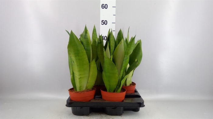 Sansevieria trifa. 'Moonshine'
