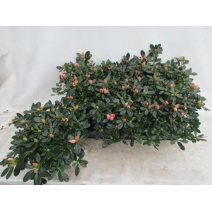 RHODO SI TOSH LONDON