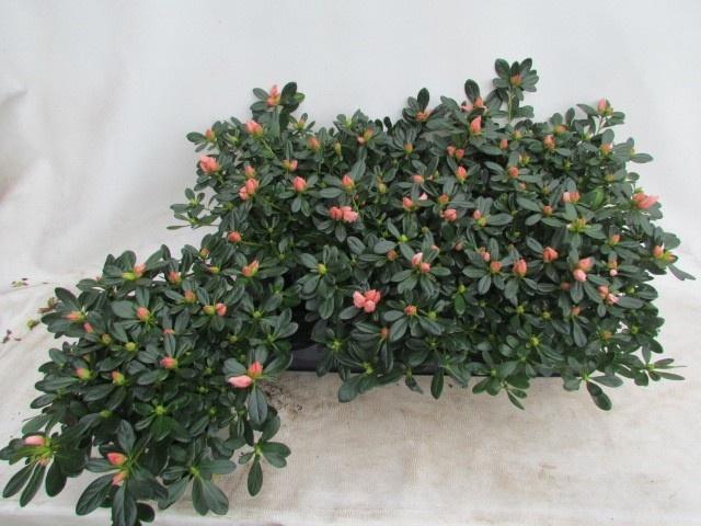 <h4>RHODO SI TOSH LONDON</h4>