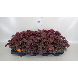 Heuchera   ...