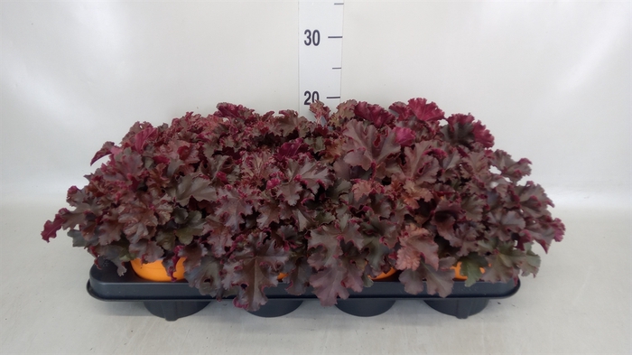 <h4>Heuchera   ...</h4>