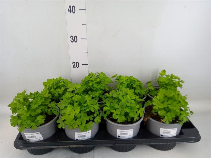 <h4>Tuinkruiden   ...</h4>