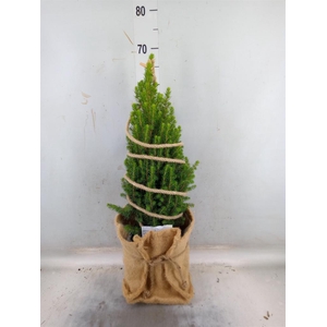 Picea glauca 'Conica'