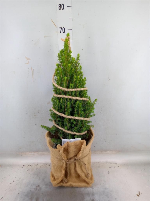 <h4>Picea glauca 'Conica'</h4>