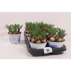 ** Muscar Armeniacum * Spring Deal *