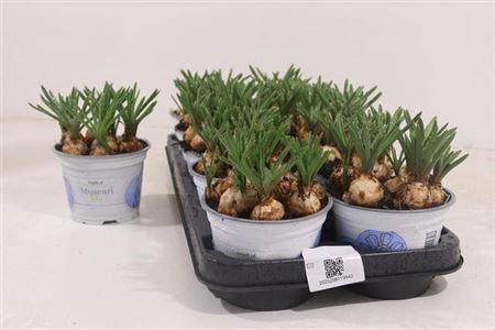 <h4>** Muscar Armeniacum * Spring Deal *</h4>