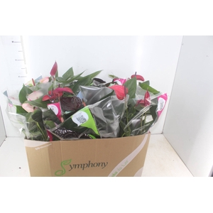 ANTHURIUM VARIADO P15