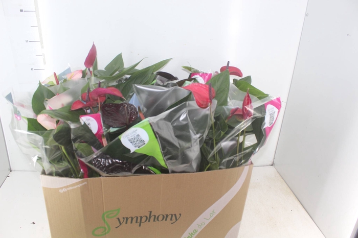 <h4>ANTHURIUM VARIADO P15</h4>