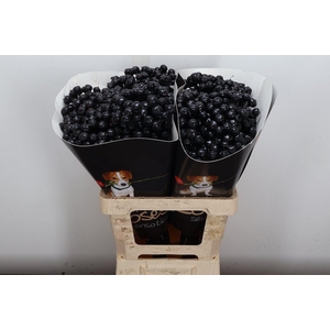 Snijgroen Snijbloemen Klb H