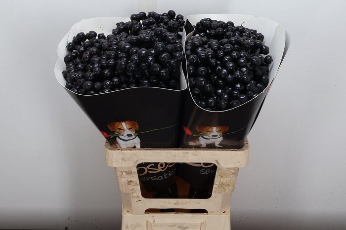 <h4>Snijgroen Snijbloemen Klb H</h4>