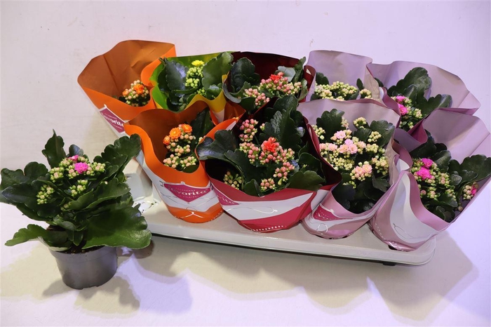 <h4>arr8 Kal Ge Perf Gem 5 Kl</h4>