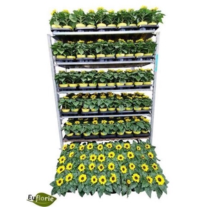 Helianthus annuus 'Sunsation'