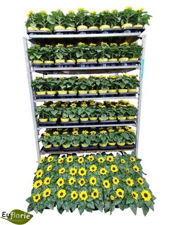 <h4>Helianthus annuus 'Sunsation'</h4>