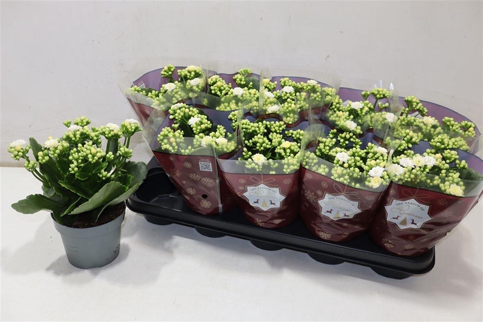 <h4>Kal Ge Rf Sia</h4>