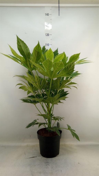 <h4>Fatsia japonica   ...</h4>